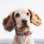 犬井のアバター