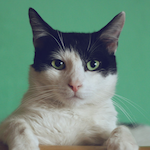 猫田のアバター